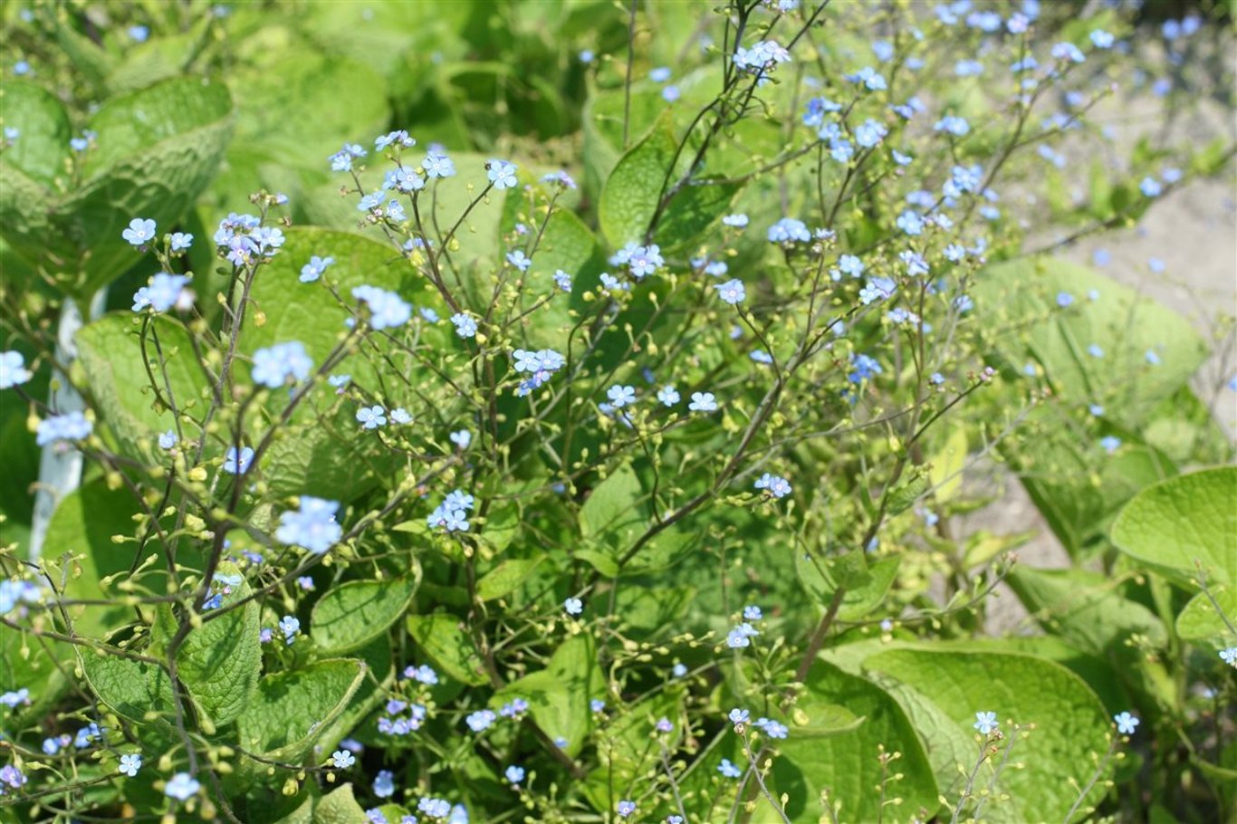Brunnera macrophylla - P11